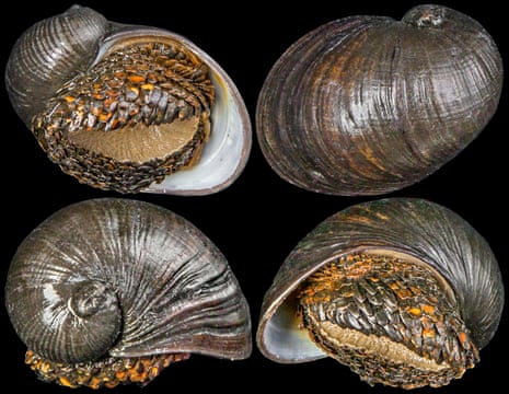Four images of the scaly-foot snail from different sides
