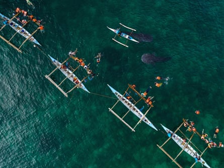 Drone shot of Oslob whale sharks. (Taken under drone permit from the Municipality of Oslob)
