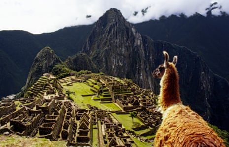 A llama staring down at Machu Picchu, Peru
