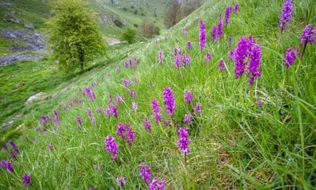 Early purple orchids in the Peak District.