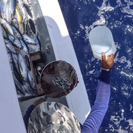 A person is seen from above tipping sprats into the sea off the side of a boat, which is stocked with silver fish