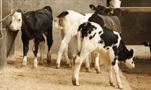 Calves