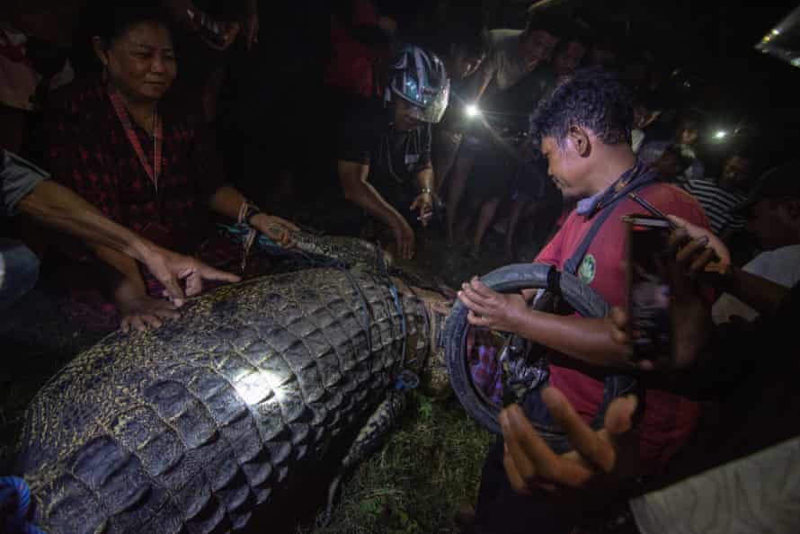 The tyre after it was cut and removed from the crocodile.
