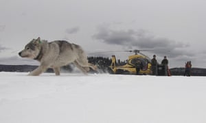 A white wolf released into Isle Royale national park in Michigan. 2218.jpg?width=300&quality=85&auto=forma