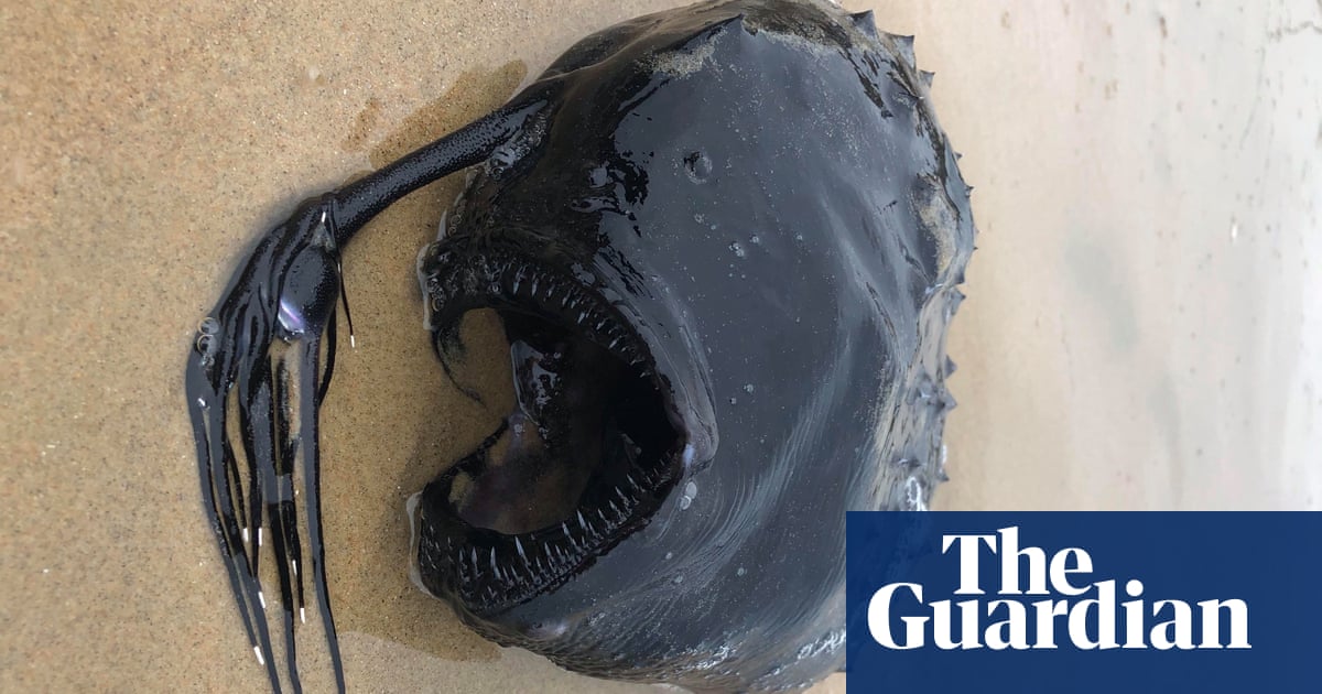 Fangs and tentacles: rarely seen deep sea fish washes up on California beach