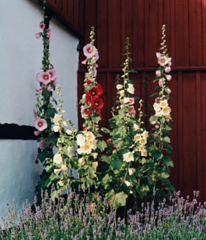 Hollyhocks