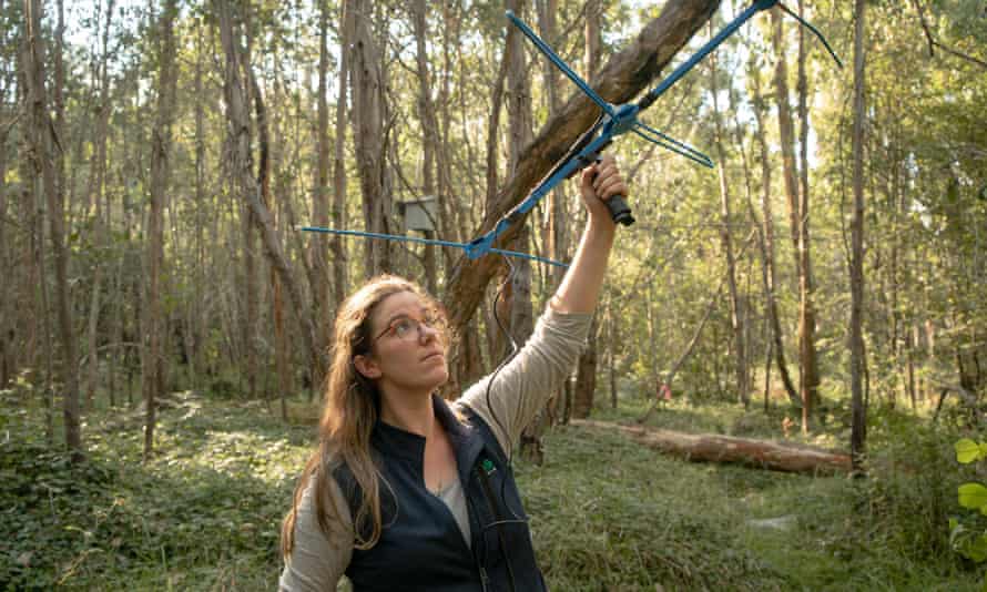 Arabella Eyre radio-tracking the Leadbeater’s possums.