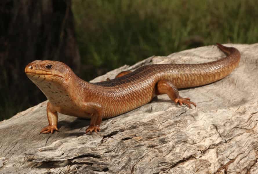 The Yakka skink is a threatened species