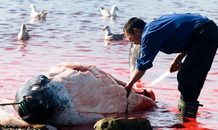 A man carves up a narwhal in the shallows with the sea turned red from blood