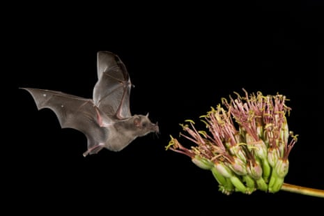 In a studio shot, with a high flash and a black background, a small fuzzy brown bat with wings extended tires toward a green clump of buds with dozens of yellow and red flowers coming out of them.