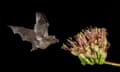 a bat flies toward a plant