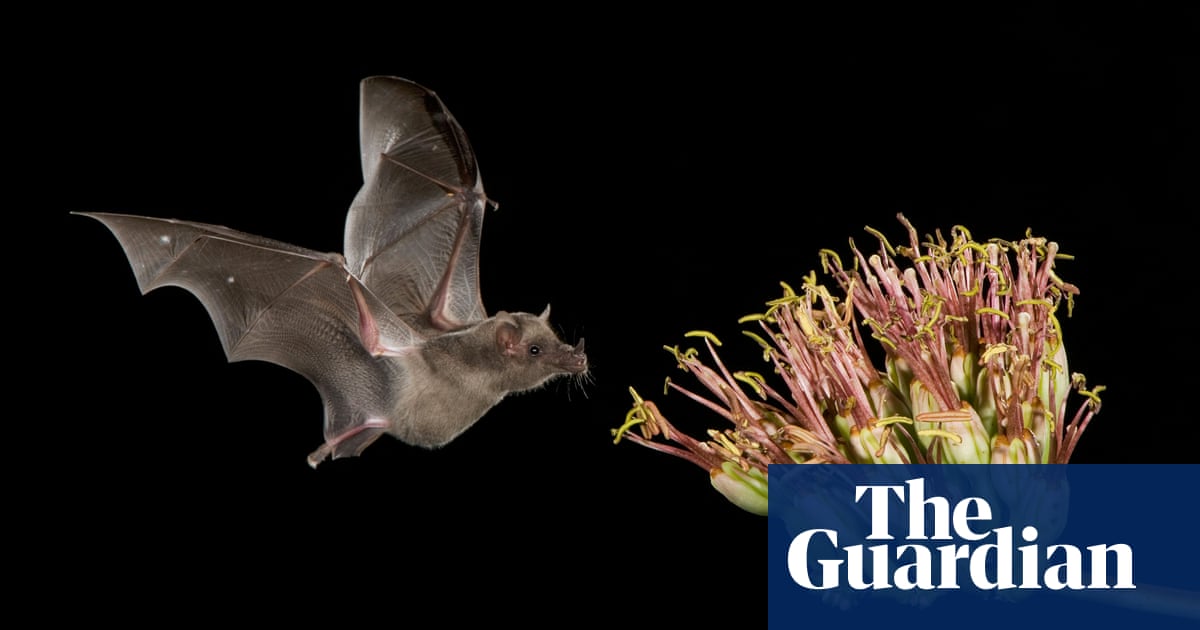 Bats are in trouble. That’s not good for anyone who likes mezcal, rice or avocado | Wildlife