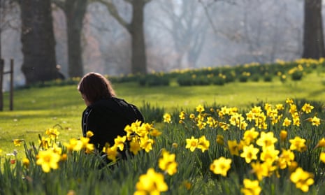A woman relaxes among daffodils during warm weather in St James’s Park. 