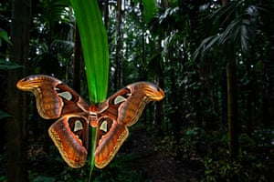 A huge Atlas moth, with a wingspan of over 9in,  glowing red, orange and black, looking psychedelic against dark foliage