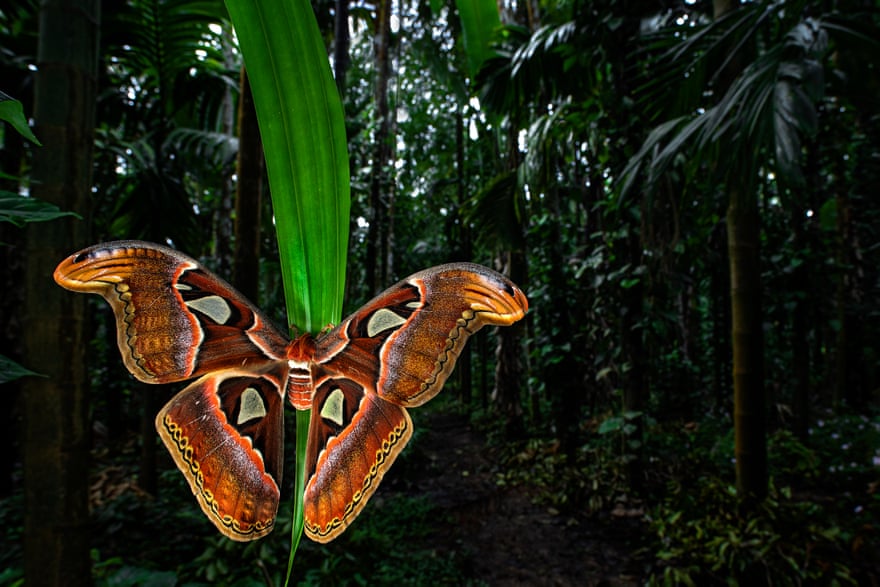 A huge atlas moth, with a wingspan of more than 9in, photographed on an areca nut plantation in Sirsi, India