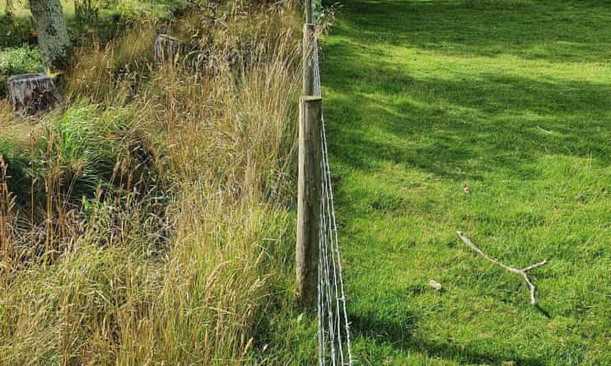 Left side of a fence has rough, tussocky grassland that is good for insects, such as Grasshoppers. Right side has only short grass