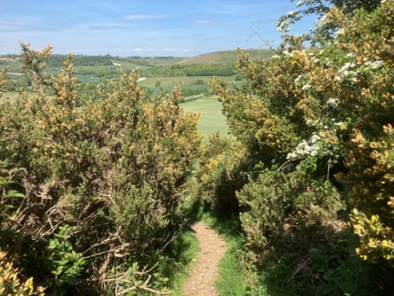 Gorse bushes on the North Wessex Downs, Hampshire.