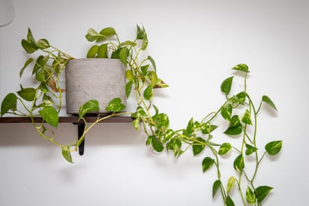 Pothos AKA devil’s ivy on a shelf.