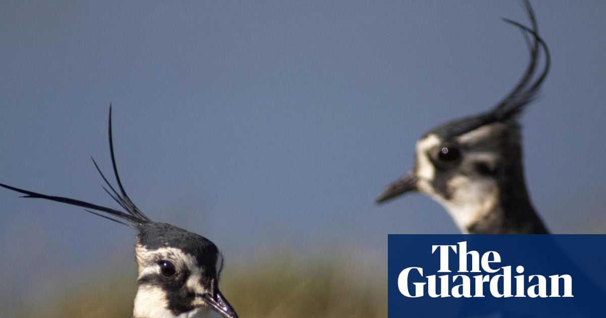 Wild bird numbers continue to fall in UK with some species in dramatic freefall'