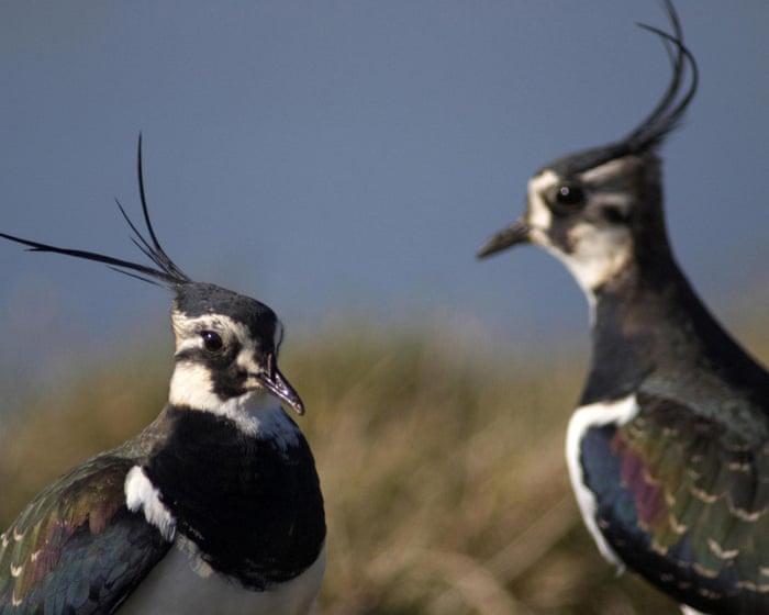 Wild bird numbers continue to fall in UK with some species in ‘dramatic freefall’