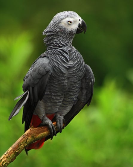 African grey parrots are known for their incredible ability to mimic human speech. However, this has placed them in grave danger. The parrots are being pushed toward extinction in the wild to feed the pet trade.
