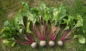 Loads of beetroot.
