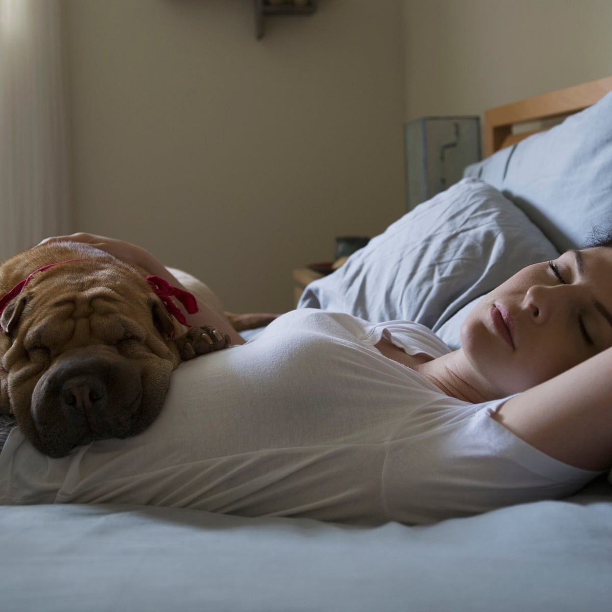 Let Sleeping Dogs Lie In The Kitchen Dogs The Guardian