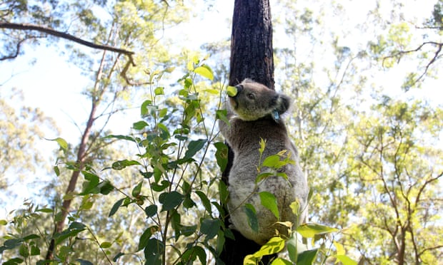 koala holding on to the trunk of a tree