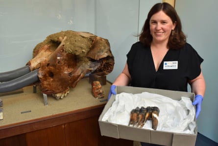 Woman holding giant tooth in a box with a mammoth skull behind her