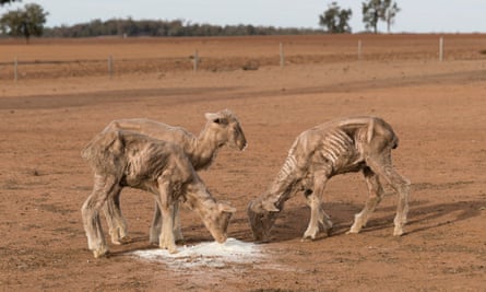 Farmers are battling an extreme drought in New South Wales, Australia.