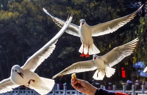 Kunming, China: Black-headed gulls Cuihu Park