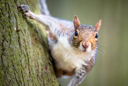 A cheeky squirrel