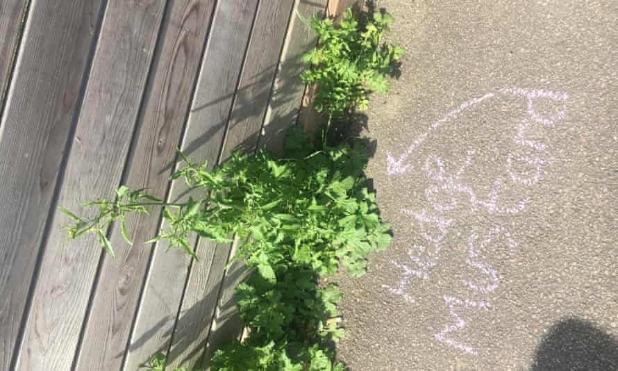 Chalk marks on pavement identifying weed as hedge mustard.