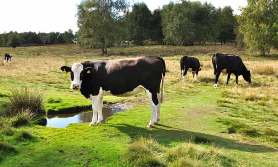 Cattle in Sutton Park.