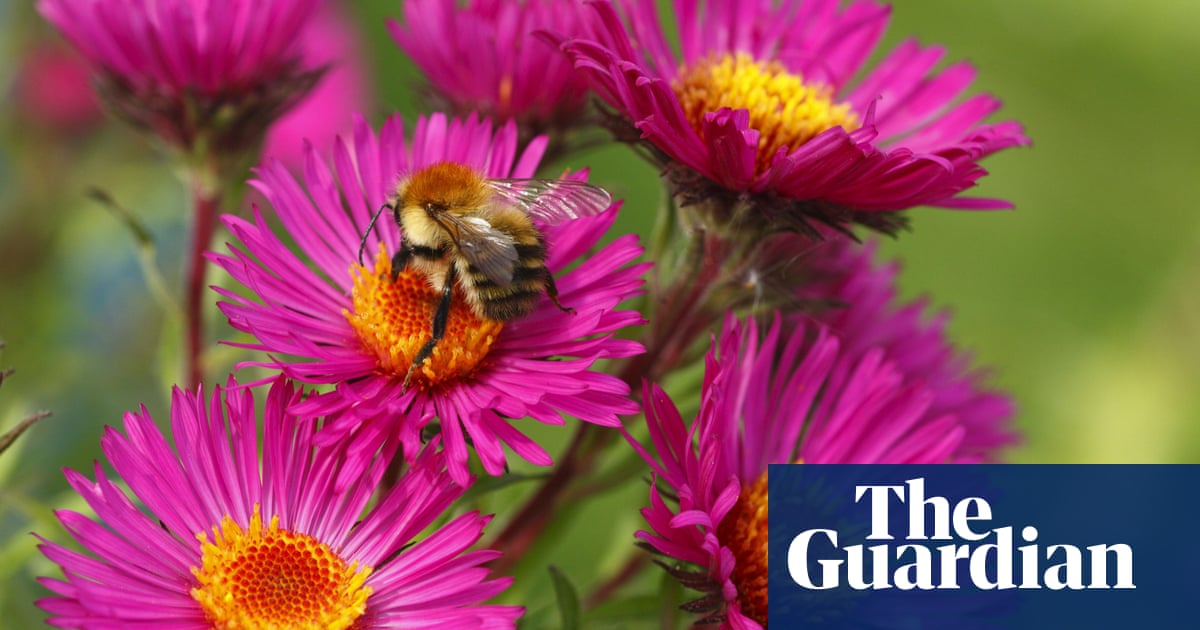 How Much Do You Know About Bees Quiz Environment The
