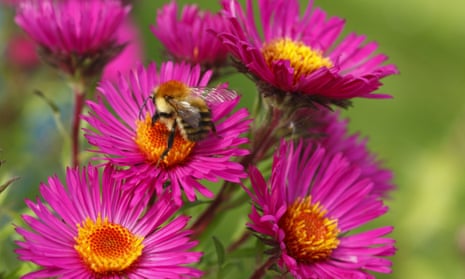 Common carder bumblebee feeding on Michaelmas daisy in Wales