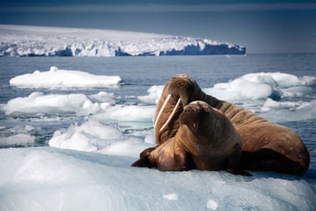 Thin ice … walruses in Norway’s Arctic territory of Svalbard.
