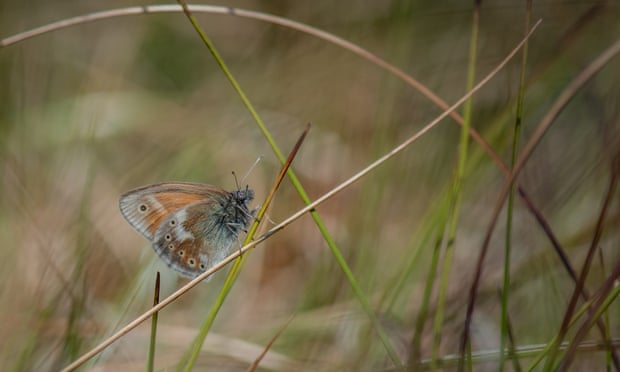A large heath butterfly returns to the peatlands of Greater Manchester (1)