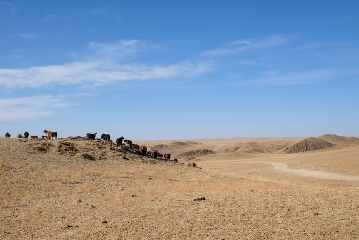 Dust, hail and bank loans: the Mongolian herders facing life without grass | Global development | The Guardian
