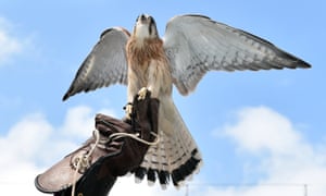 A nankeen kestrel