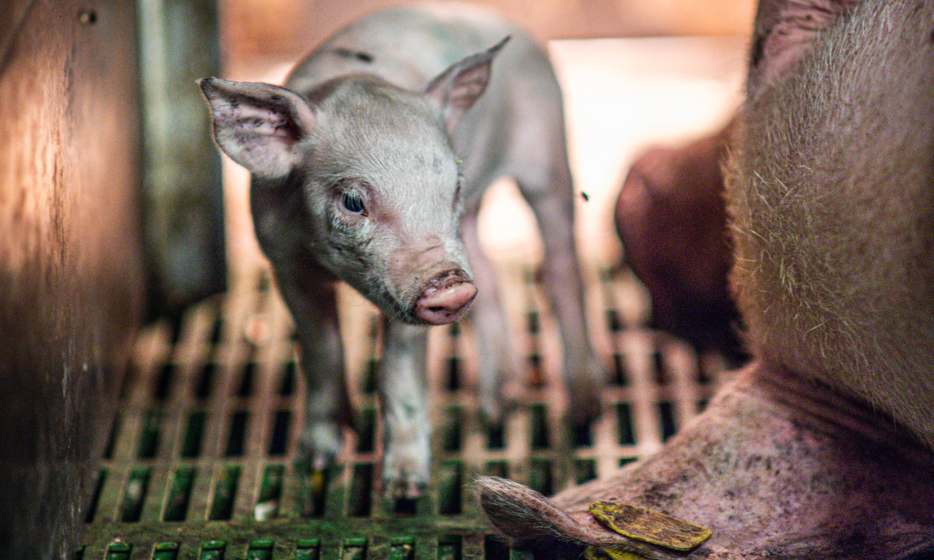 A sow and piglet in a sow stall, Italy, 2015