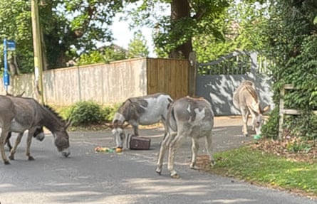 Donkeys eating food waste from bins on a road.