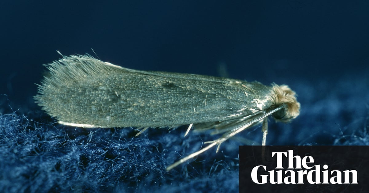 How to avoid clothes moths: live in the east Midlands | Environment | The Guardian