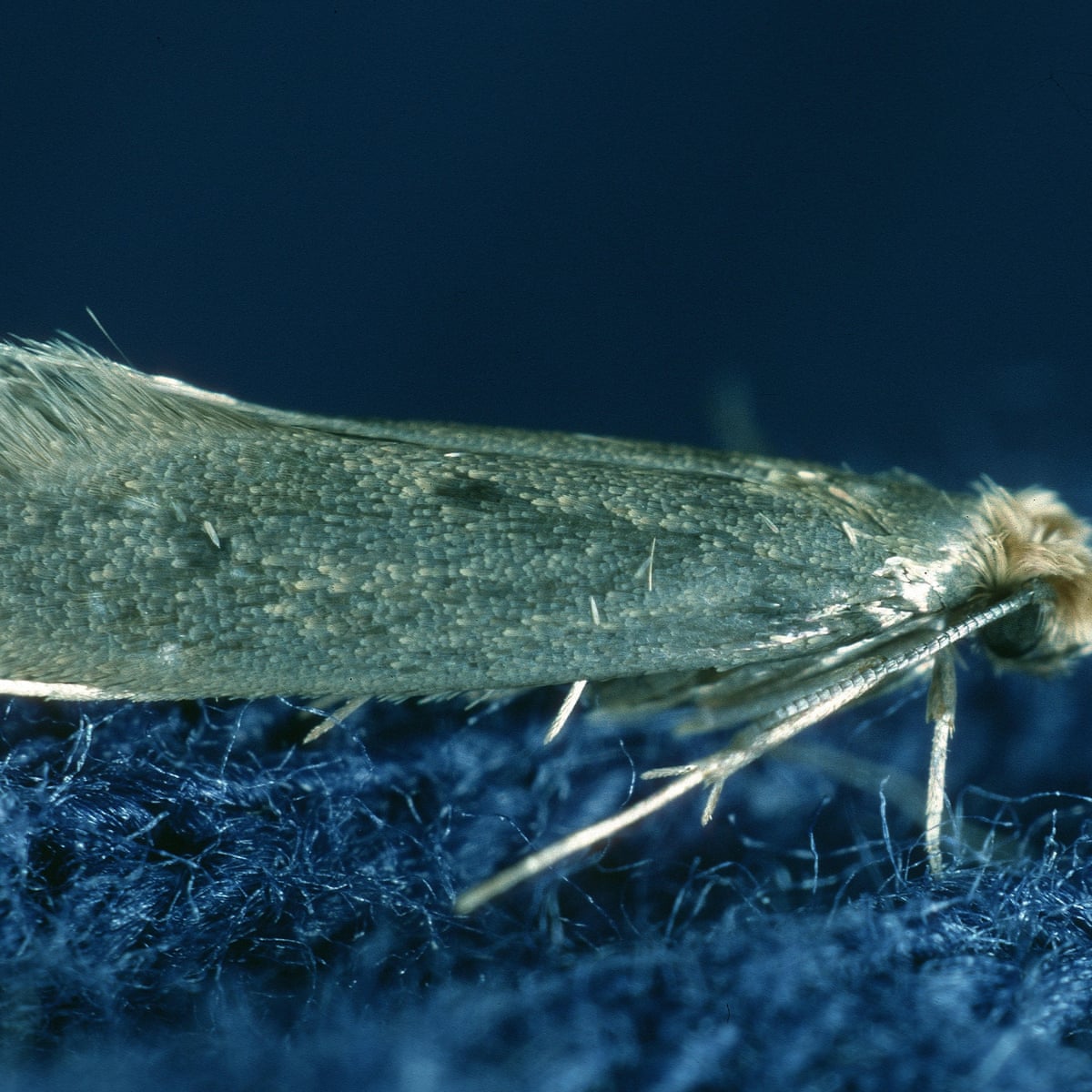 Revenge Of The Clothes Moths As Numbers Boom Can They Be Stopped