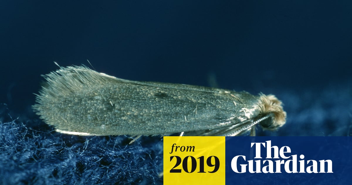 Can Clothes Moths Survive Outside? Essential Insights