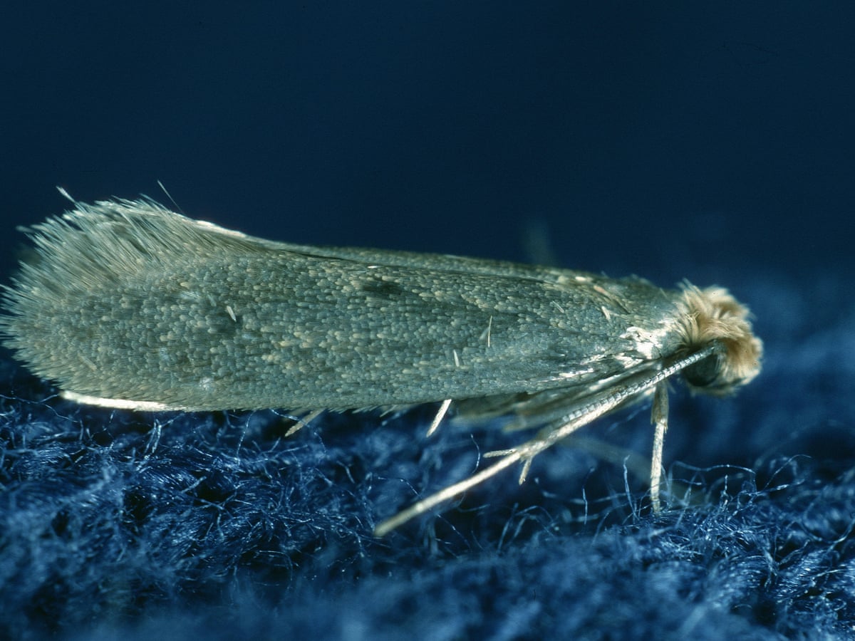 Revenge Of The Clothes Moths As Numbers Boom Can They Be Stopped Environment The Guardian
