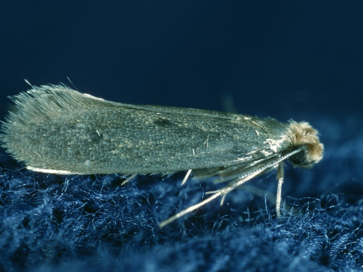 Moth Control: Moth Exterminator & Treatment