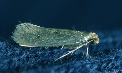 The case-bearing clothes moth