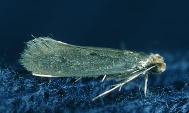 Adult case-bearing carpet moth.