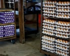 Massive egg recall in US south and south-west due to salmonella outbreak